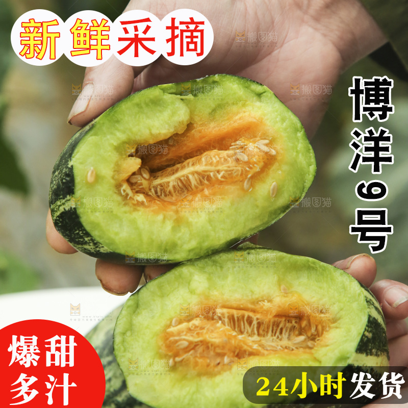 手里拿着博洋9号