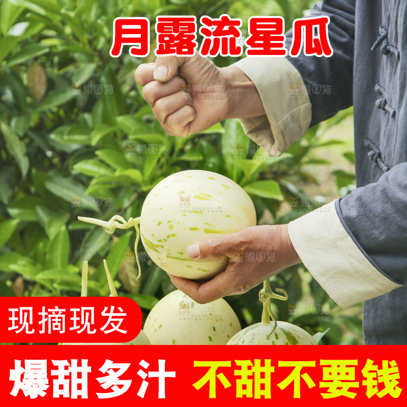手里拿着月露蜜瓜