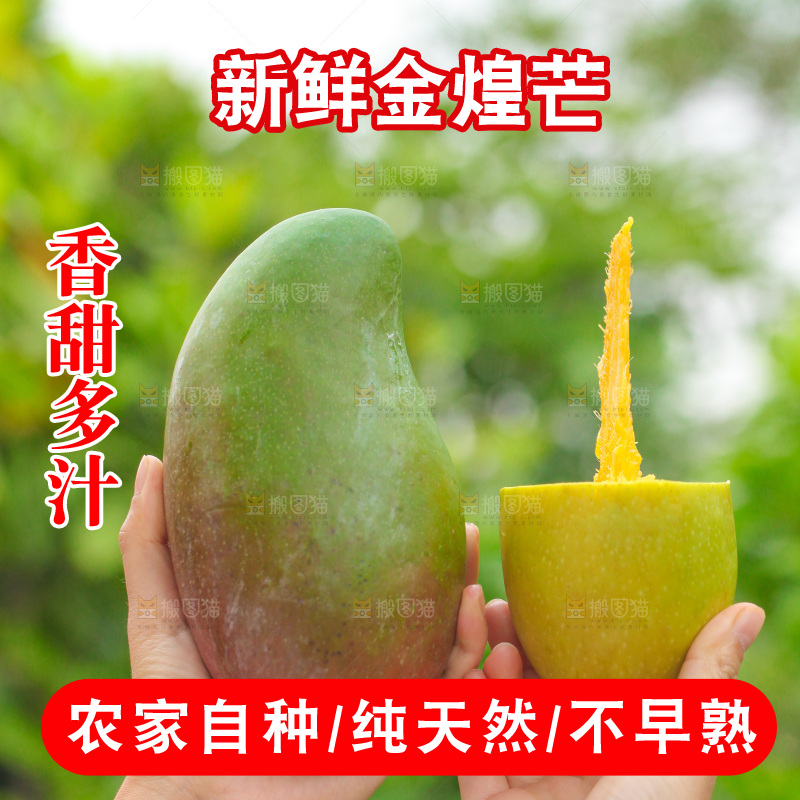 手里拿着金煌芒对比