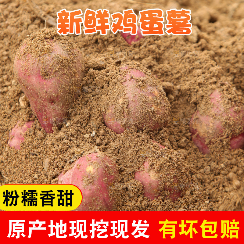 田地里的鸡蛋薯
