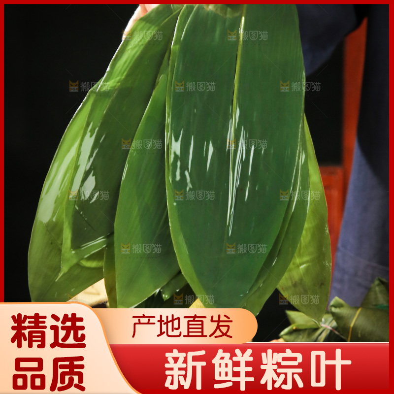 手里拿着新鲜粽叶