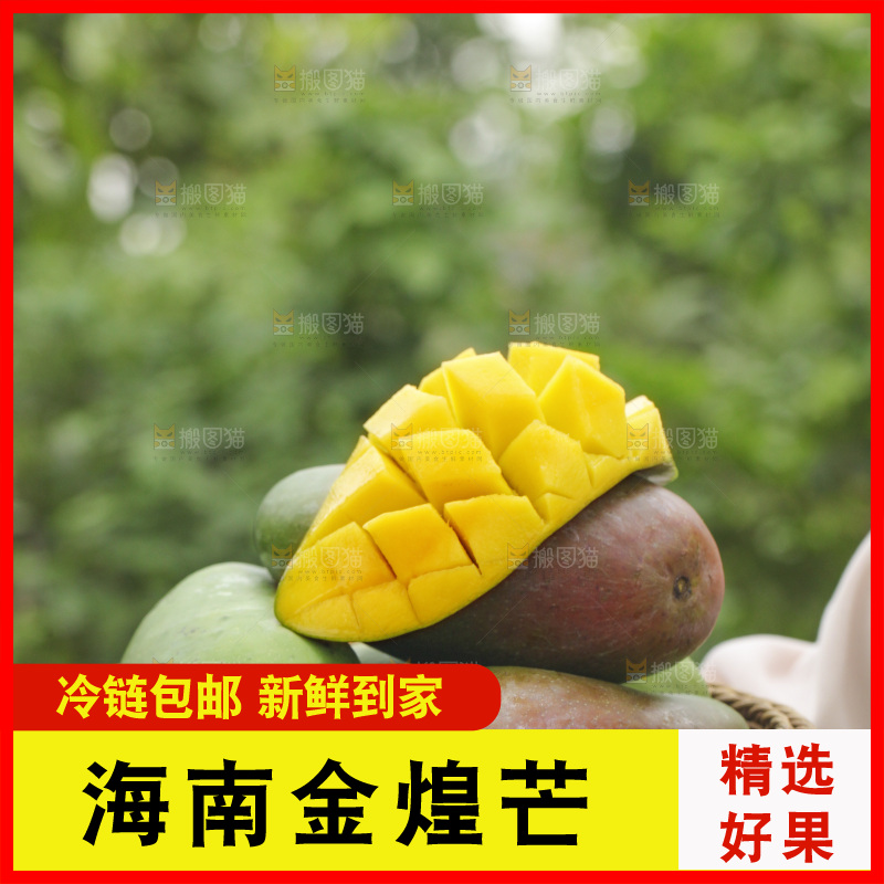 手里端着一篮金煌芒