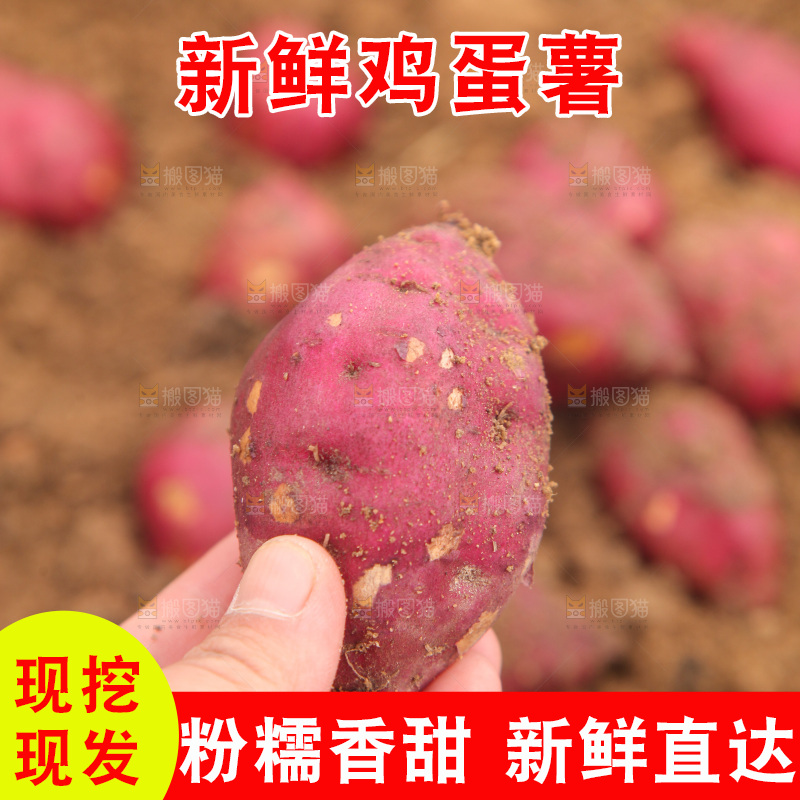 手里拿着鸡蛋小香薯