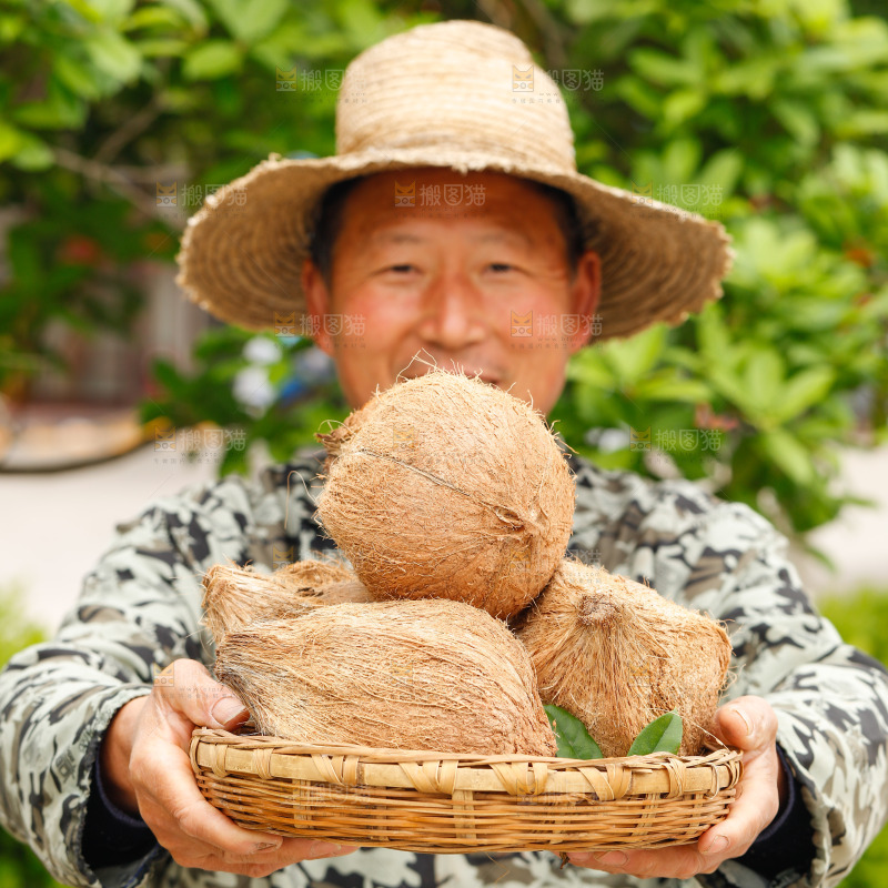 手里端着一篮海南老椰子