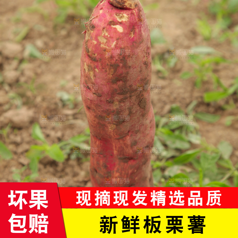 新鲜的板栗红薯