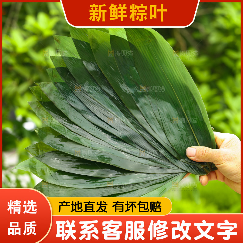手里拿着粽叶