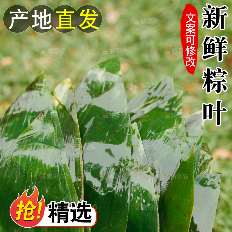 新鲜的粽子叶