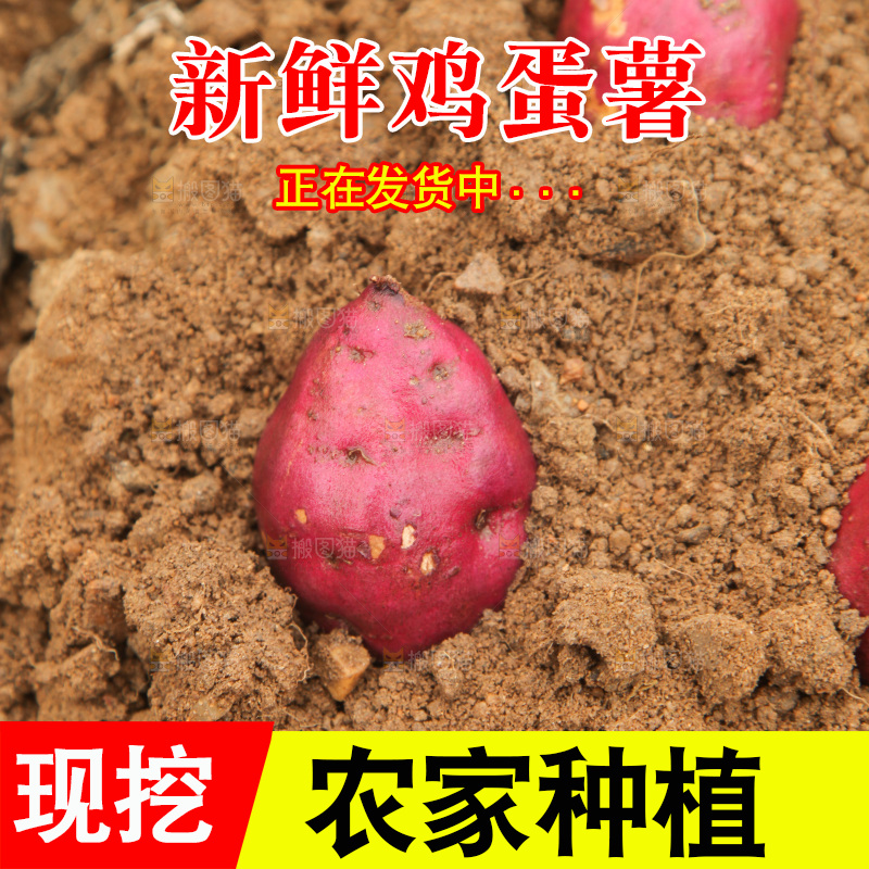 田地里的鸡蛋薯