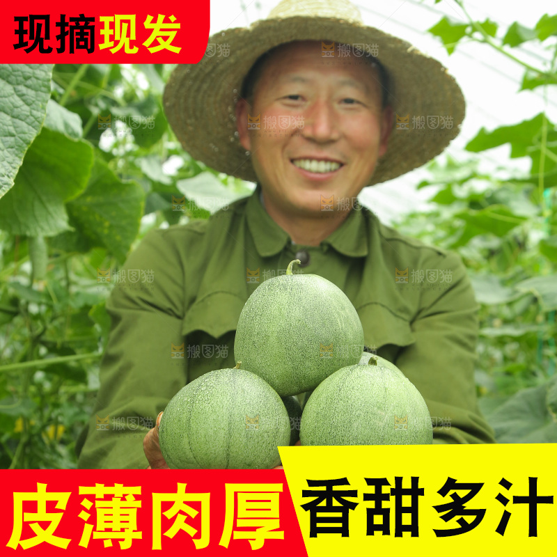 手里捧着绿宝甜瓜