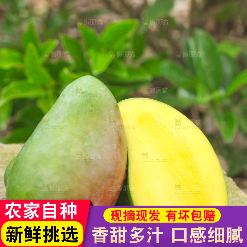 石板上放着金煌芒果