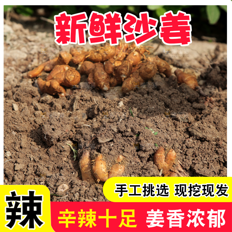 田地里的新鲜沙姜