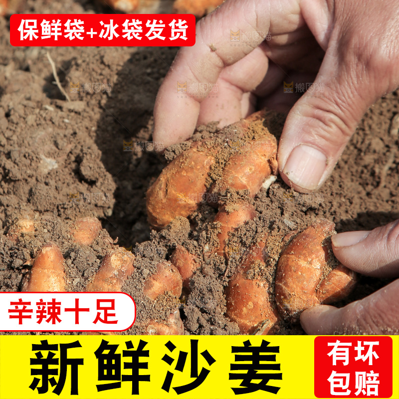 新鲜现挖沙姜