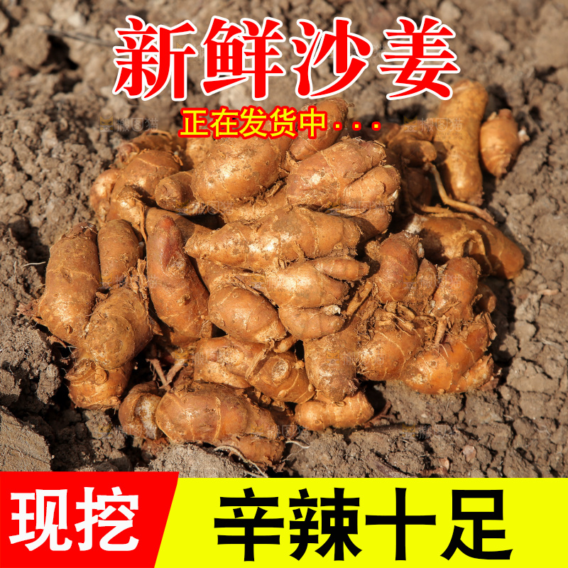 田地里放着一堆沙姜