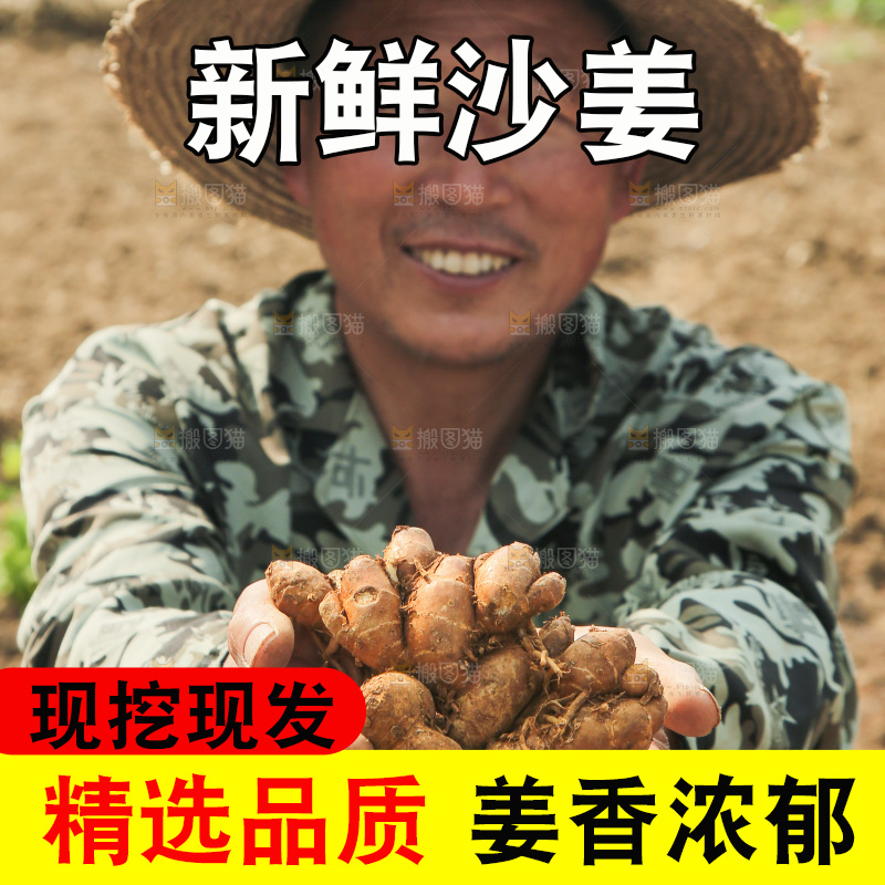 农田里农民手捧着沙姜