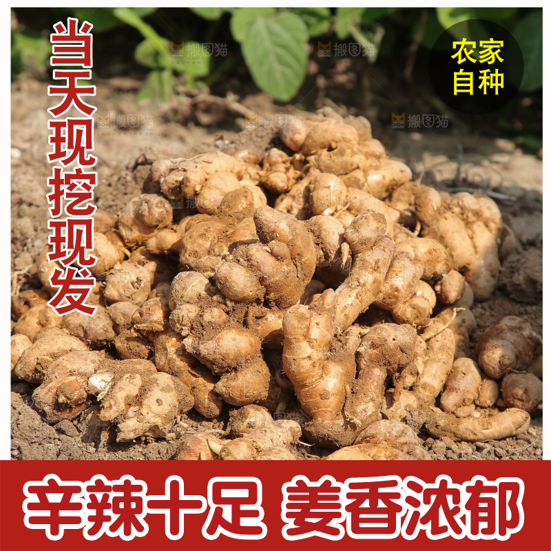 田地上放着一堆沙姜