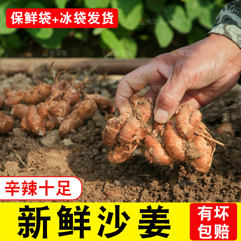 新鲜现挖沙姜