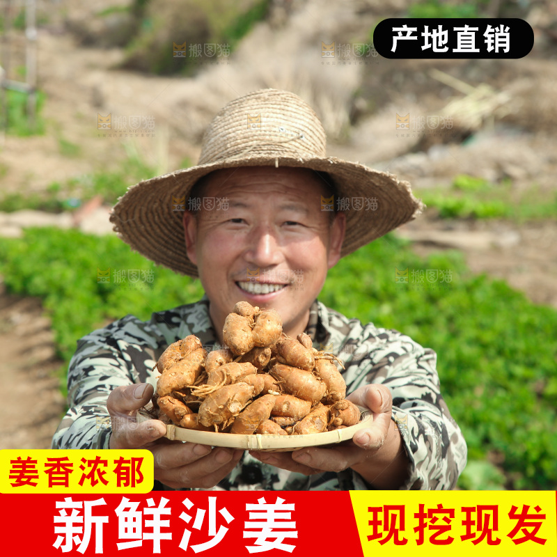 农田里农民手端着一盘沙姜