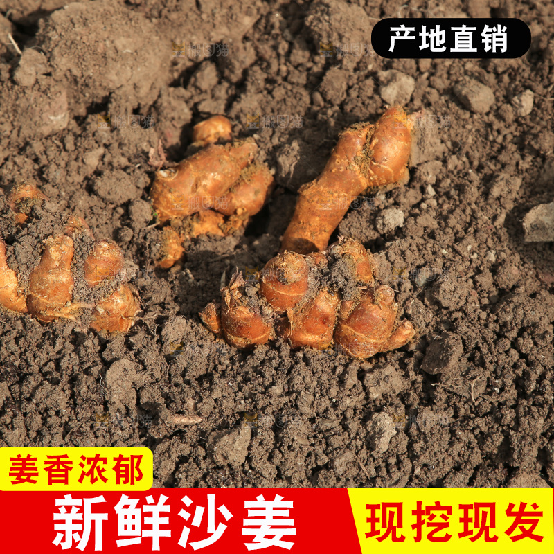 田地里的新鲜沙姜