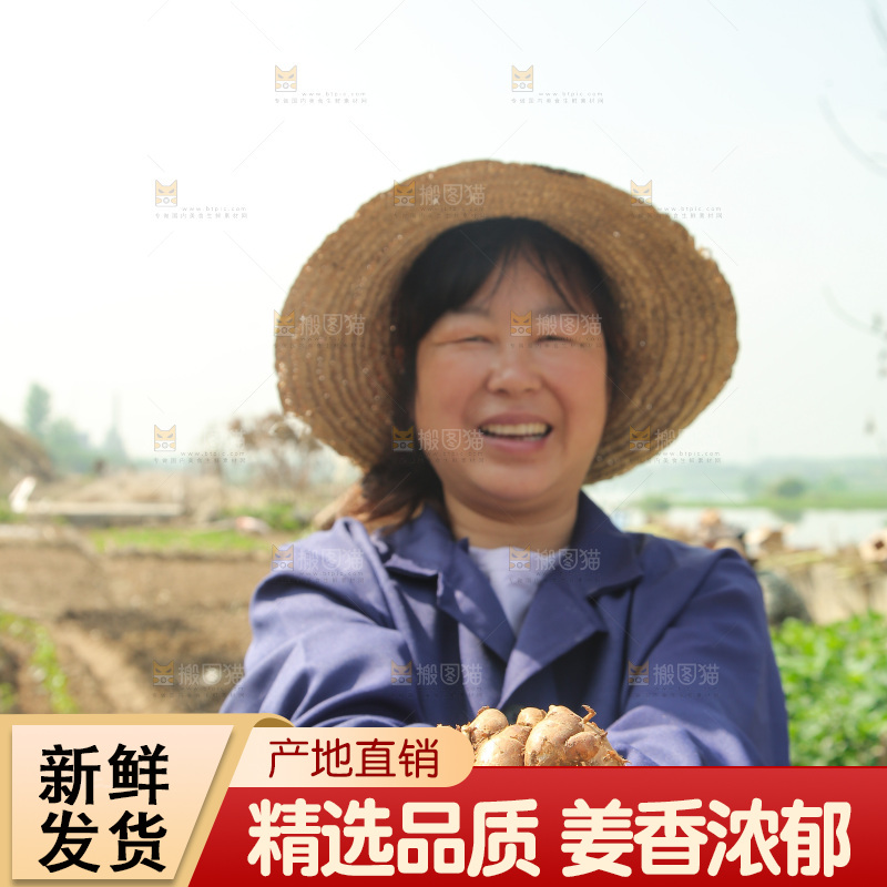 农田里女人手捧着沙姜