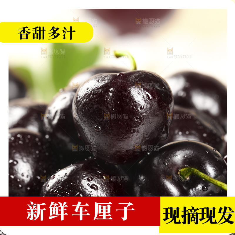 一堆新鲜黑珍珠