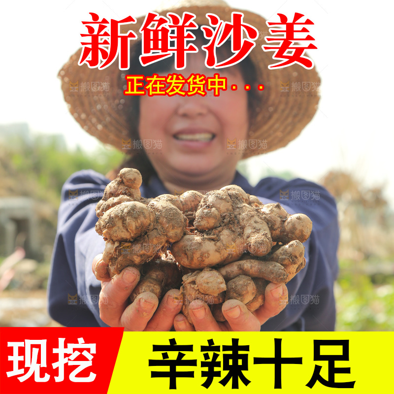 农田里女人手捧着沙姜