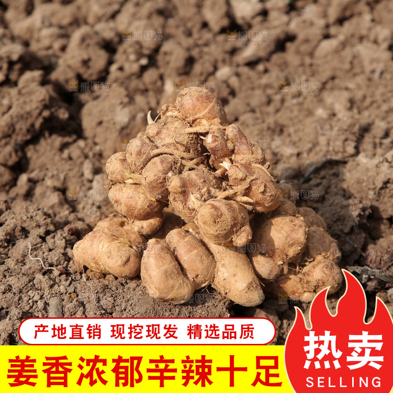 田地上放着沙姜