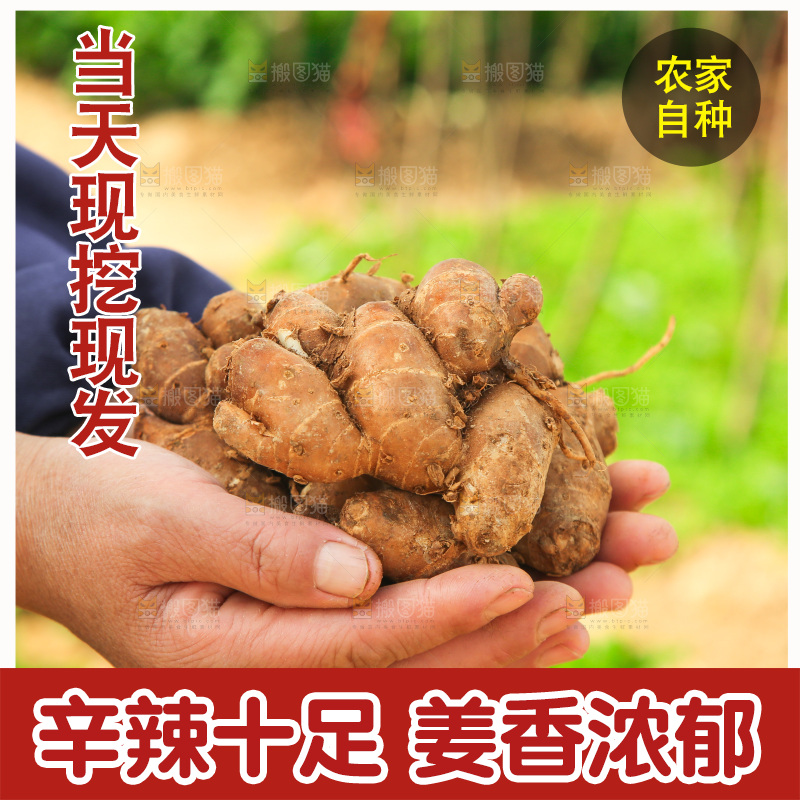 手捧着新鲜沙姜