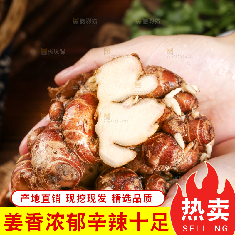 手里捧着沙姜