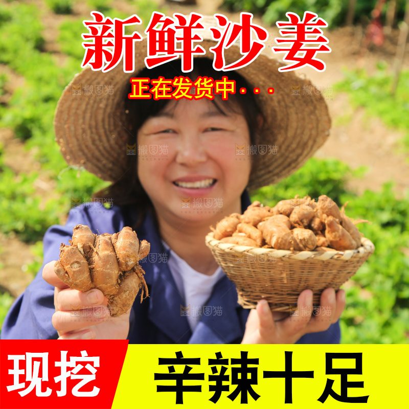 农田里女人手拿着沙姜