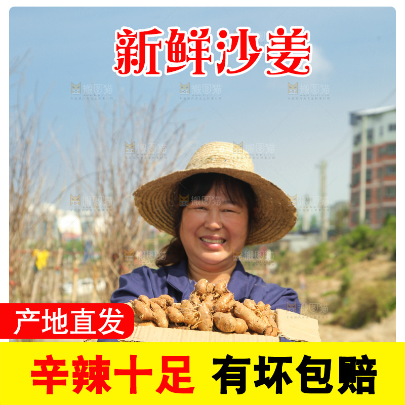 农田里女人手拿着一箱沙姜