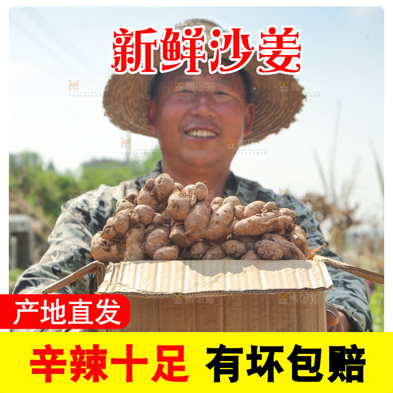 农田里农民手拿着一箱沙姜
