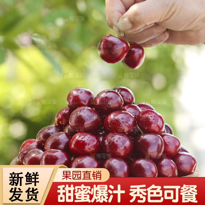 手端着一盘山东大樱桃