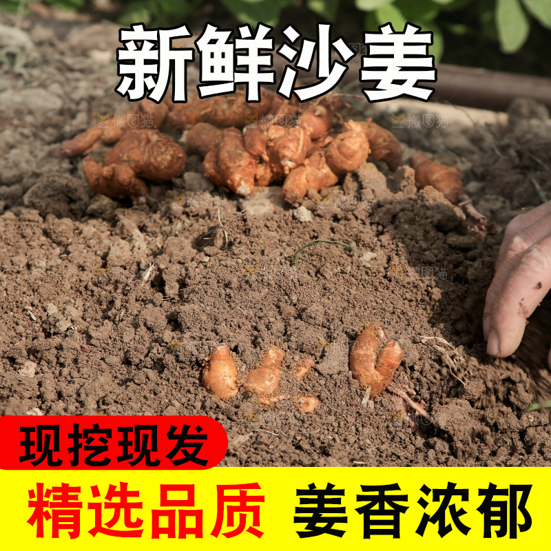 新鲜现挖沙姜