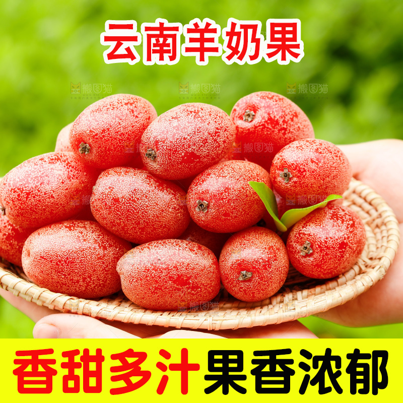 手里端着一盘新鲜羊奶果