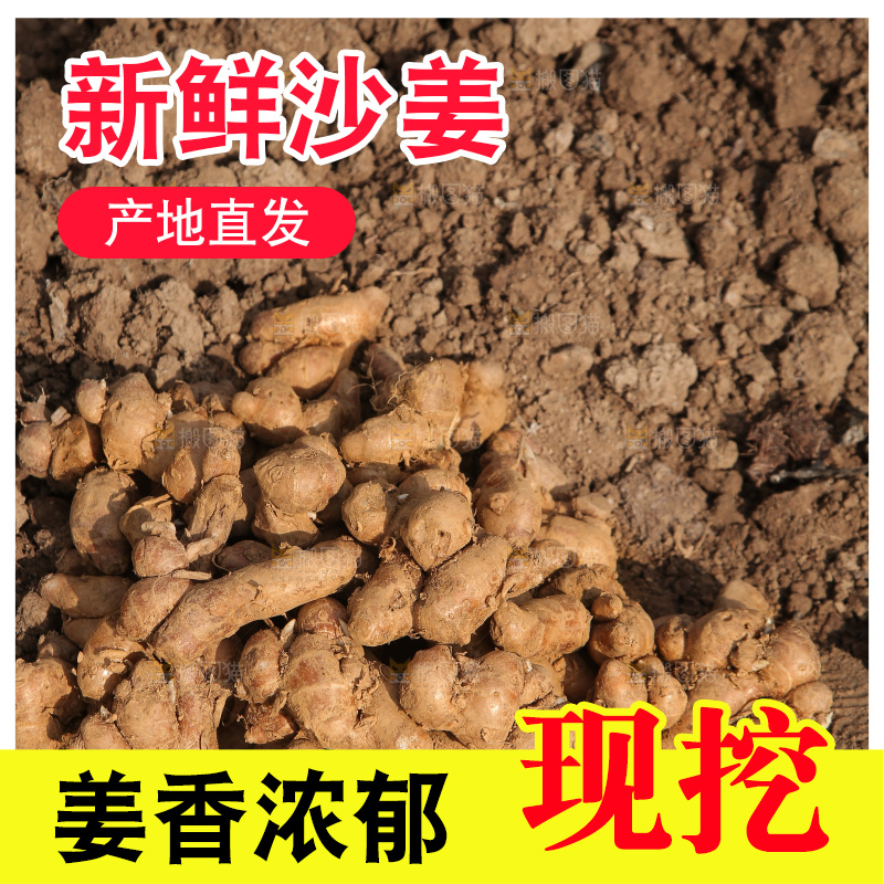 田地上放着一堆沙姜