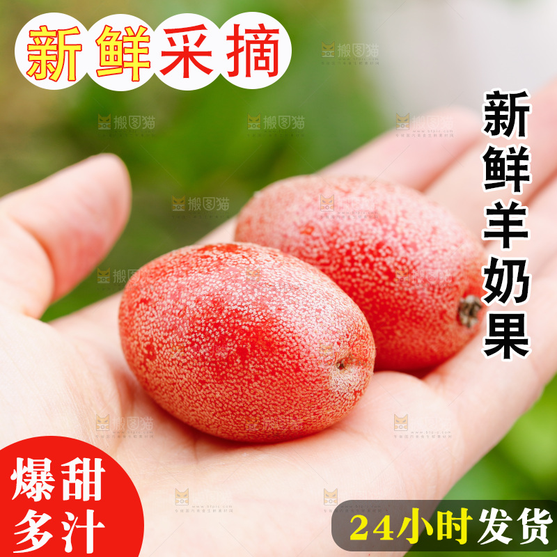 手里拿着羊奶果