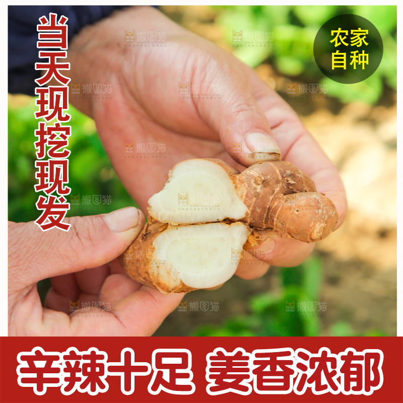 手拿着新鲜沙姜