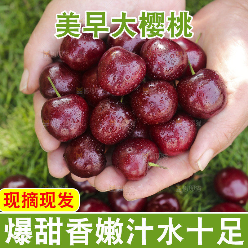手里捧着美早大樱桃