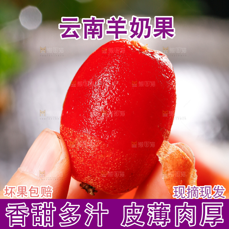 手剥新鲜羊奶果