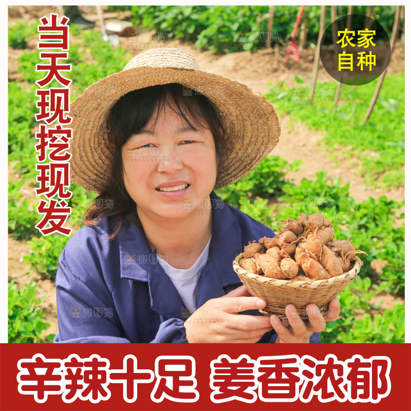 农田里女人手端着一篮沙姜