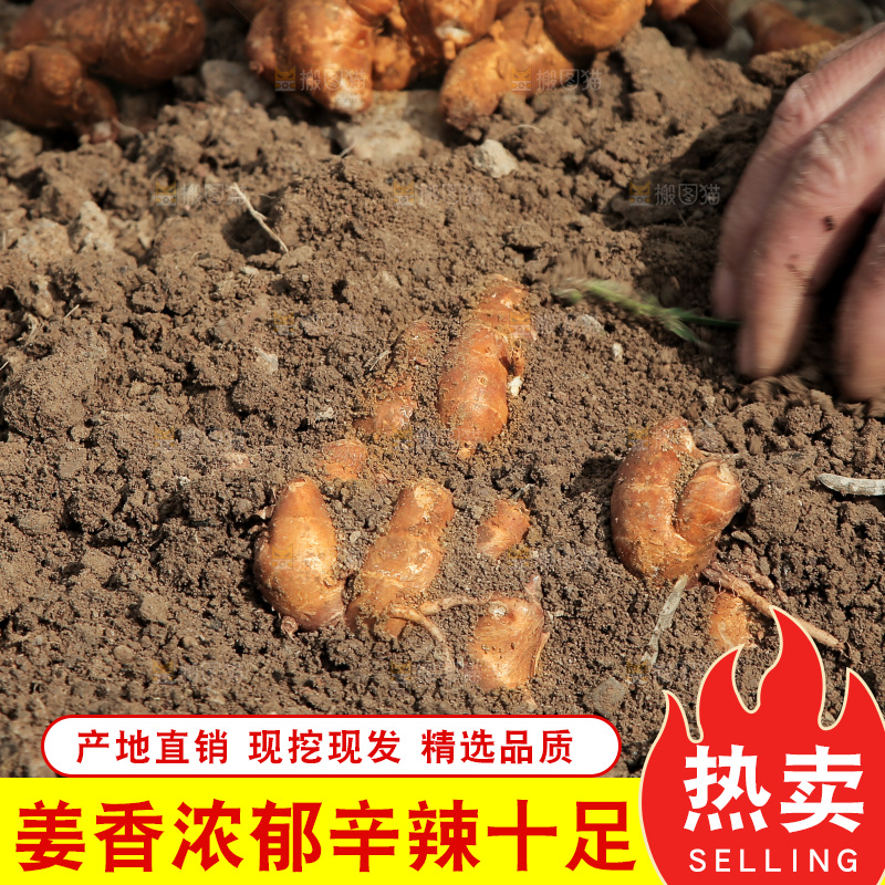 手刨新鲜沙姜