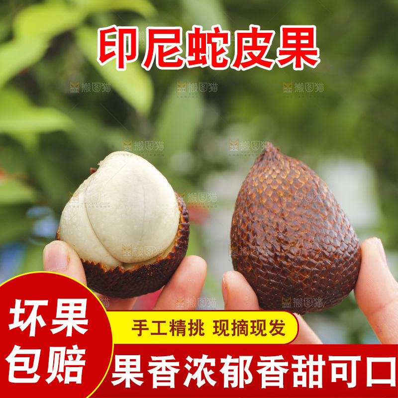 手里拿着印尼蛇皮果
