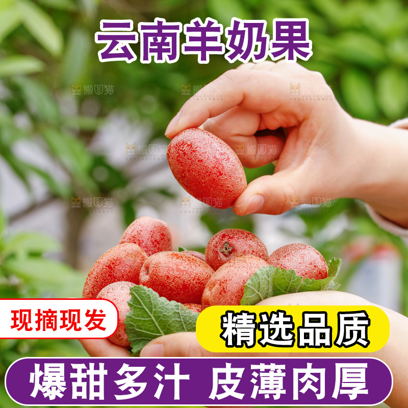 手里捧着羊奶果