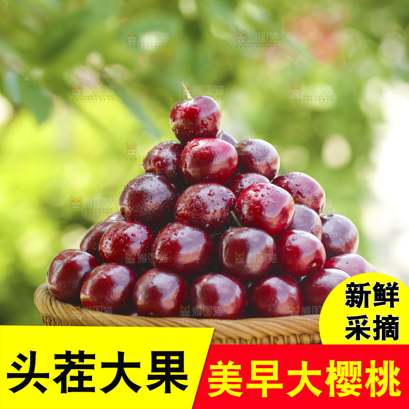 手里端着一盘山东大樱桃