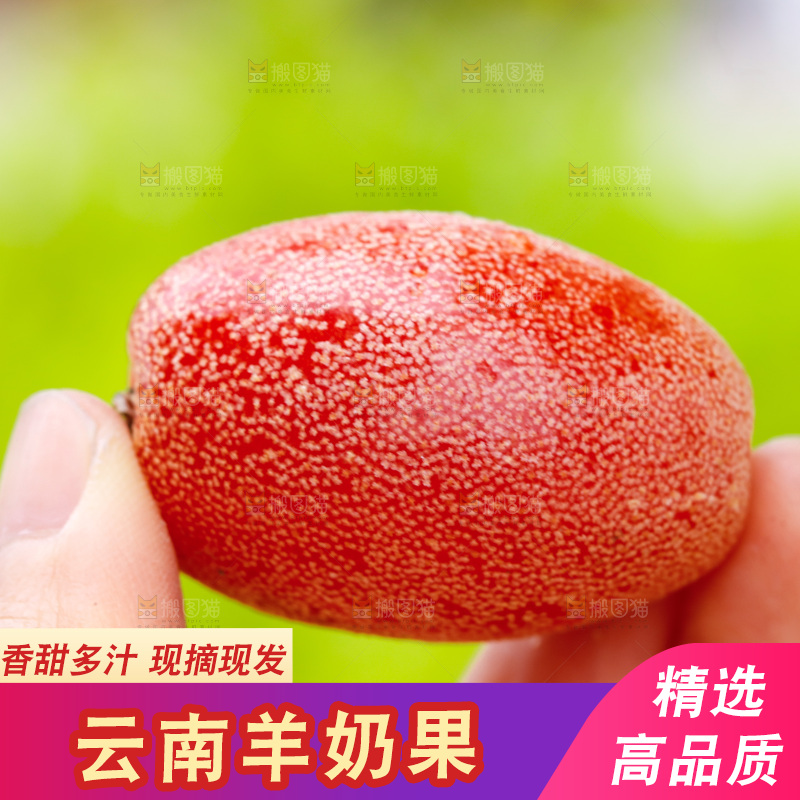 手里拿着羊奶果