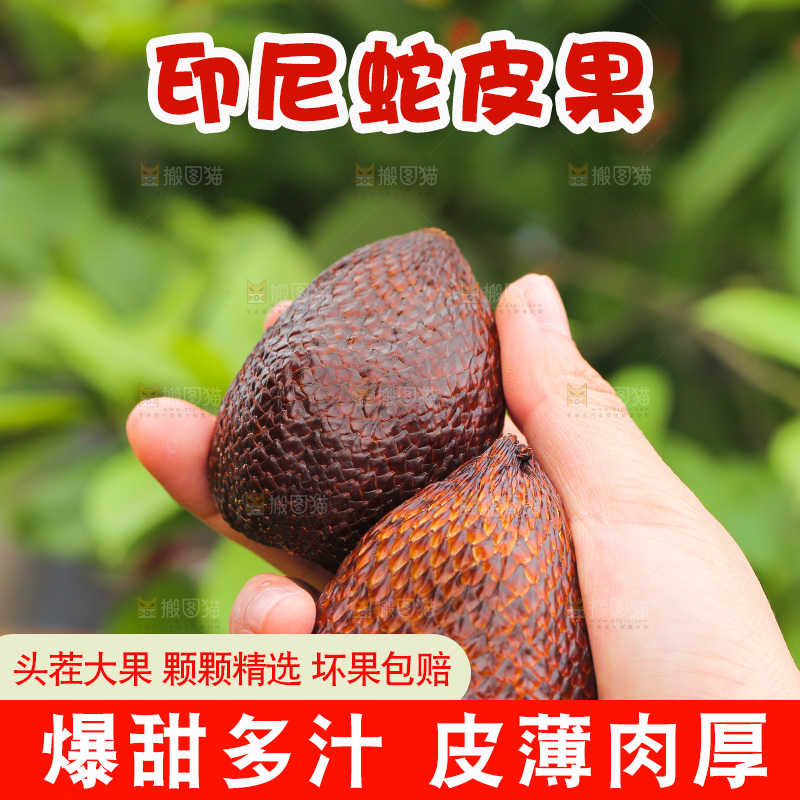 手里拿着印尼蛇皮果