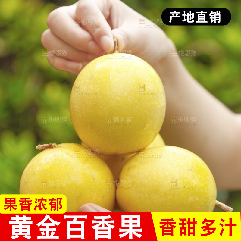 手里捧着黄金百香果