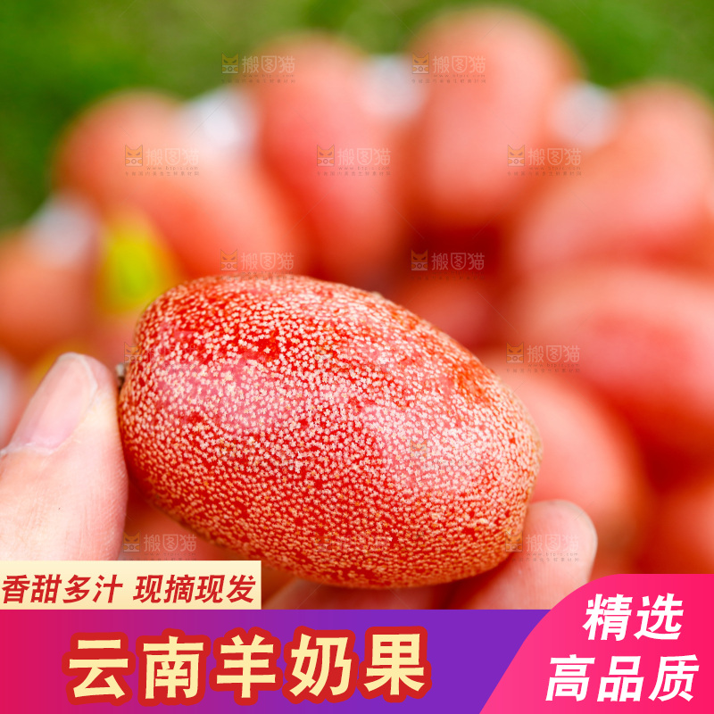 手里拿着羊奶果