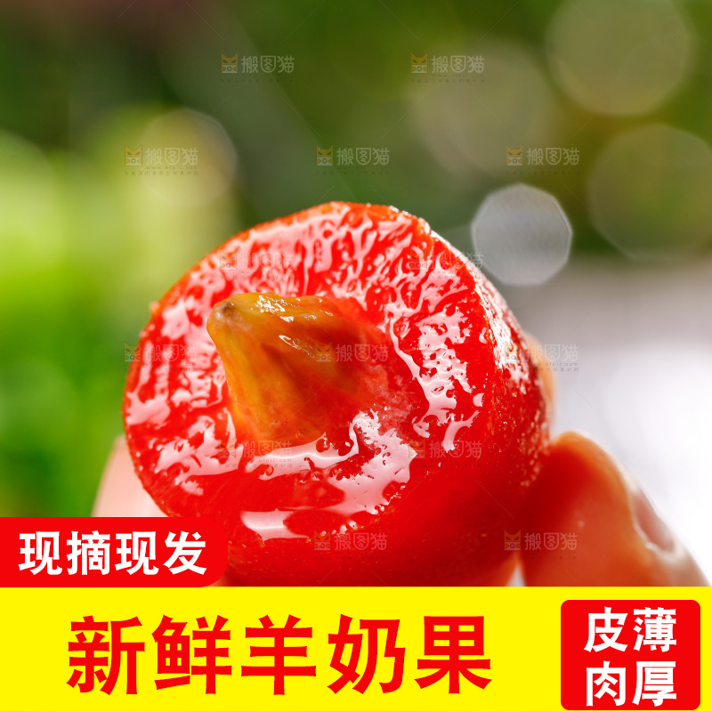 手里拿着羊奶果