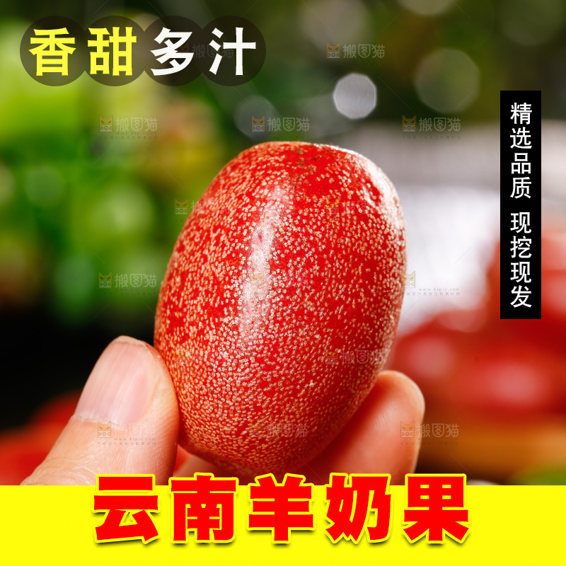 手里拿着羊奶果